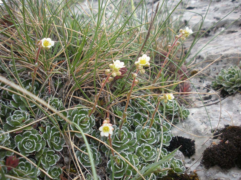 Saxifraga paniculata